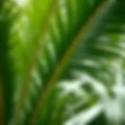 Exploring Large Palm Leaves Artificial: A Comprehensive Guide Introduction