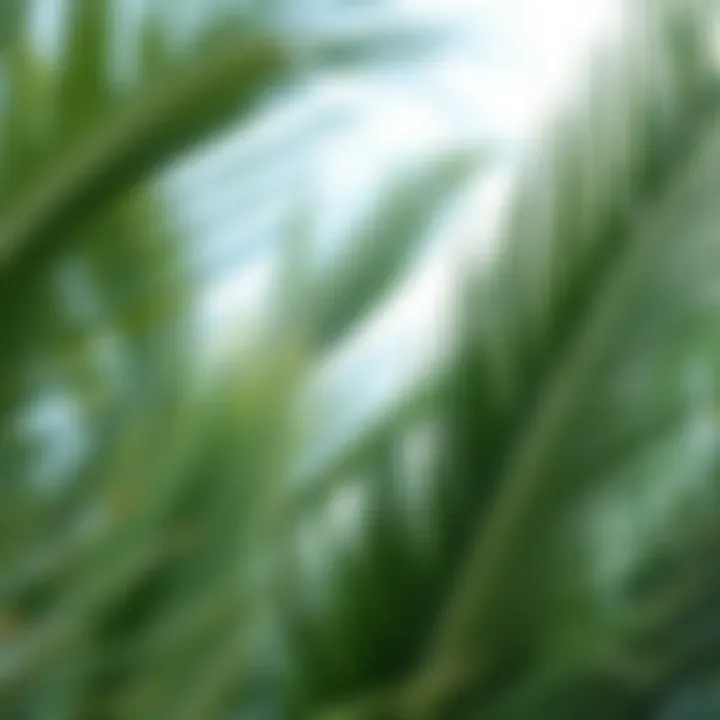 Exploring Large Palm Leaves Artificial: A Comprehensive Guide Summary